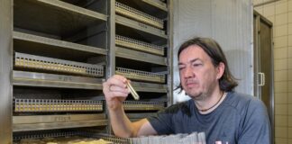 Der Hausbock fühlt sich besonders bei Wärme wohl und befällt oft Dachstühle, erklärt Thomas Kolling von Materialprüfanstalt Brandenburg GmbH (MPA). 