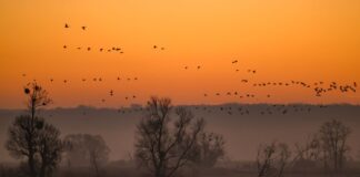Im Nationalpark Unteres Odertal lassen sich viele Vögel beobachten. (Archivbild)