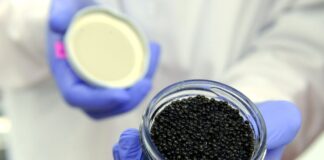 Acht Kilo Kaviar in Reisegepäck entdeckt Schwarzer Kaviar vom Stör in einem Schraubglas. (Symbolbild)