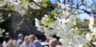 Zwischen blühenden Kirschbäumen konnten Besucher selbstgemachte Obstweine genießen. (Archivbild)
