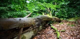 Zustand der Brandenburger Wälder verschlechtert sich Der Wald in Brandenburg leidet unter Wetterextremen. (Archivbild)