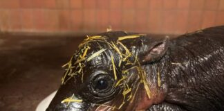 Nach Toni: Erneut Zwergflusspferd-Nachwuchs im Berliner Zoo Für Besucher ist das Jungtier noch nicht zu sehen. (Handout)