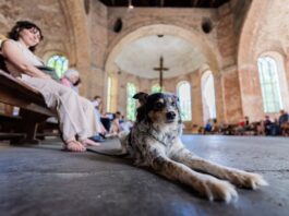 Gottesdienst in Berlin: Ein Segen für den Lieblingshund In der Parochialkirche wurde zum Tiersegnungsgottesdienst geladen.