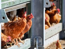 Dahme-Spreewald lockert Maßnahmen wegen Newcastle-Krankheit Der Landkreis Dahme-Spreewald hebt bestimmte Beschränkungen wegen der Tierseuche Newcastle-Krankheit auf. (Archivbild)