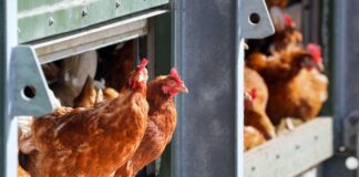 Dahme-Spreewald lockert Maßnahmen wegen Newcastle-Krankheit Der Landkreis Dahme-Spreewald hebt bestimmte Beschränkungen wegen der Tierseuche Newcastle-Krankheit auf. (Archivbild)
