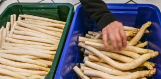 Kälte im April bremste die Spargel-Ernte, wie der Vorsitzende des Beelitzer Spargelvereines, Jürgen Jakobs, sagt.