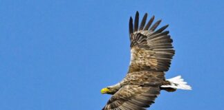 Sorge um Vögel und Fledermäuse: Nabu geht gegen Windpark vor Der Nabu fürchtet, dass unter anderem der Seeadler getötet wird. (Symbolbild)