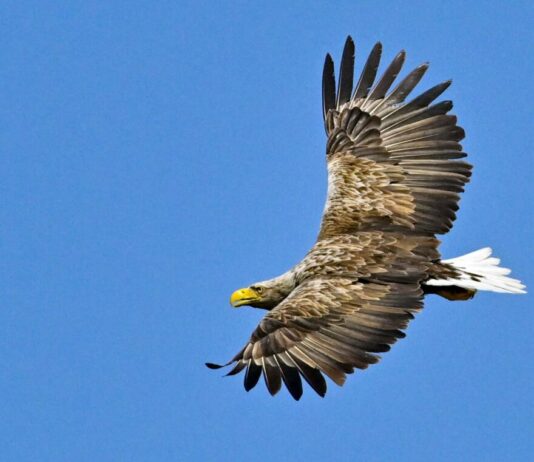 Sorge um Vögel und Fledermäuse: Nabu geht gegen Windpark vor Der Nabu fürchtet, dass unter anderem der Seeadler getötet wird. (Symbolbild)