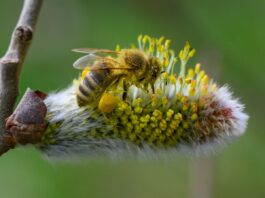 Nabu ruft zum Schutz von Wildbienen in Berlin auf Es braucht mehr wildbienenfreundliche Gärten und Balkone, sagt der Experte vom Hymenopterendienst des Nabu Berlin. (Symbolbild)