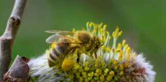 Nabu ruft zum Schutz von Wildbienen in Berlin auf Es braucht mehr wildbienenfreundliche Gärten und Balkone, sagt der Experte vom Hymenopterendienst des Nabu Berlin. (Symbolbild)