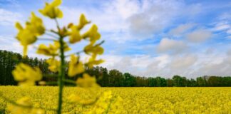 Freundliches Wetter am Wochenende Das Wetter am Wochenende wird von Sonne und Wolken bestimmt. Es bleibt weitgehend trocken. (Archivbild)