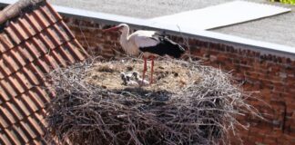 Vier Jungstörche am Rathaus in Beelitz Am Rathaus in Beelitz können vier Babystörche bestaunt werden. Es ist das erste Mal, dass dort vier Junge ausgebrütet wurden.