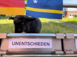Schaf Tina tippt auf Unentschieden bei Deutschland-Spiel Tina gehört zur Rasse des Rauhwolligen Pommerschen Landschafs (Handout)