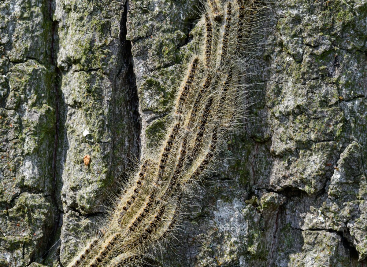 Eichenprozessionsspinner Die Raupen des Eichenprozessionsspinners gelten auch als Gesundheitsgefahr. (Symbolbild)