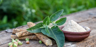 Welches Ashwagandha sollte ich kaufen? Getrocknete Ashwagandha-Wurzel (Schlafbeere). Bild: iStock / Getty Images Plus / kiran nagare