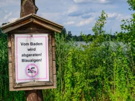 Blaualgen und Zerkarien entwickeln sich in einigen Gewässern Wegen Blaualgen wird vom Baden abgeraten - etwa am Hohenjesarscher See im Kreis Märkisch-Oderland. (Archivbild)