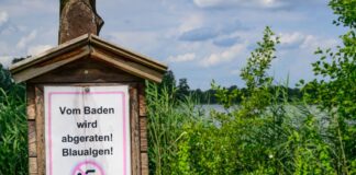 Blaualgen und Zerkarien entwickeln sich in einigen Gewässern Wegen Blaualgen wird vom Baden abgeraten - etwa am Hohenjesarscher See im Kreis Märkisch-Oderland. (Archivbild)