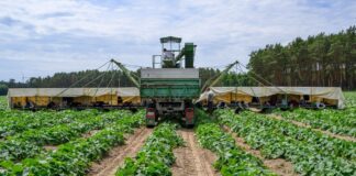 «Gurkenflieger» rollen aufs Feld – Erntezeit im Spreewald «Gurkenflieger» sind für die Ernte auf den Feldern unterwegs.