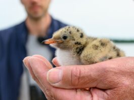 Rettungsinseln für bedrohte Zugvögel Die Vögel werden beringt und gewogen. Außerdem wird ihr Alter geschätzt.