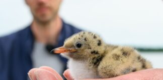 Die Vögel werden beringt und gewogen. Außerdem wird ihr Alter geschätzt.