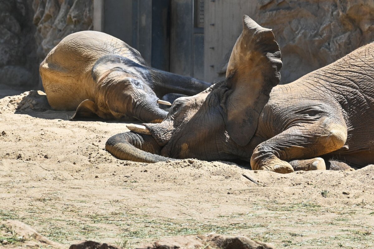 Afrikanische Elefanten im Halleschen Bergzoo Ab dem 27. Juni ist die fünfköpfige Elefantenfamilie im Berliner Tierpark zu sehen.
