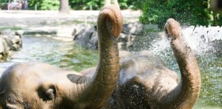 Zoo-Tiere erfrischen sich mit Eisbombe und Wasserdusche Die hohen Temperaturen machen den Elefanten nichts aus, sagt Zoo-Sprecherin Hanja Runge.