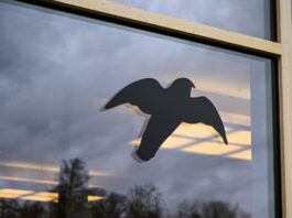 Senat gibt Tipps gegen Vogelschlag an Fenstern Glasscheiben stellen für Vögel auch in Berlin ein großes Risiko dar. (Symbolbild)