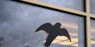 Senat gibt Tipps gegen Vogelschlag an Fenstern Glasscheiben stellen für Vögel auch in Berlin ein großes Risiko dar. (Symbolbild)