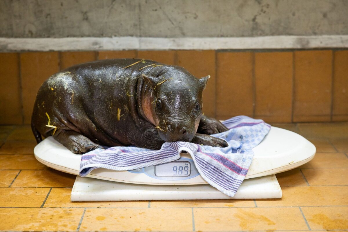 Zwergflusspferd-Junges im Zoo Berlin Das Zwergflusspferd wurde am 9. Mai geboren. (Handout)