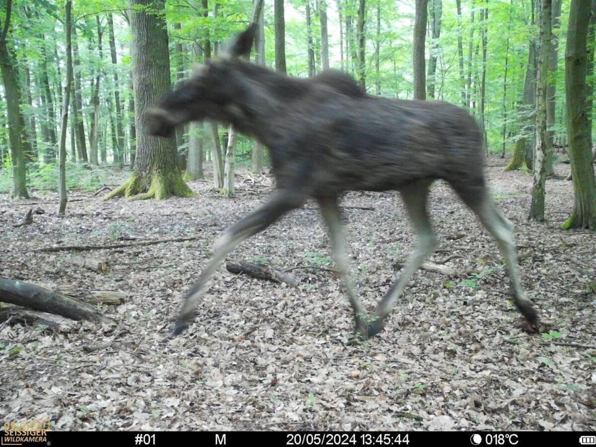 Elche in Brandenburg Dieses von einer Fotofalle 2024 aufgenommene Bild zeigt einen Elch in einem Wald im Landkreis Barnim, nördlich von Eberswalde.