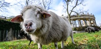Schafzuchtverband startet Hirtenjahr mit Aktionstagen Schafe tragen auch zum Erhalt historischer Parks bei.