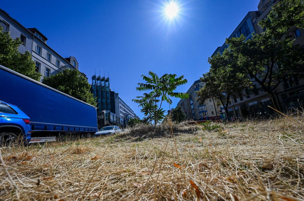 Hitze in Deutschland - Berlin Braun statt Grün: Im Sommer nicht selten in Berlin.