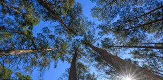 Waldbrandgefahr steigt – Höchste Stufe im Süden Die Waldbrandgefahr steigt in Brandenburg. (Archivbild)