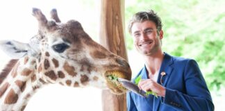 Auch mit Giraffendame Paula ist Linus Weber auf Augenhöhe, aber nur von dem etwa 2,2 Meter hohen Giraffensteg aus.