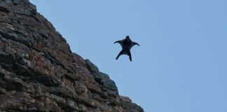Wingsuits-Piloten sprechen von einem Gefühl des Fliegen (Symbolbild)