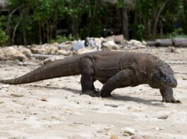 Größte Echse der Welt: ein Komodowaran im Berliner Zoo Komodowarane leben - wie dieses Exemplar - in freier Natur in Indonesien. (Archivbild)