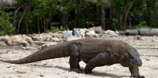 Größte Echse der Welt: ein Komodowaran im Berliner Zoo Komodowarane leben - wie dieses Exemplar - in freier Natur in Indonesien. (Archivbild)
