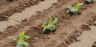 Technische Universität verschenkt Rucola- und Erbsenpflanzen Rucola ist vor allem als Salat beliebt. (Archivbild)