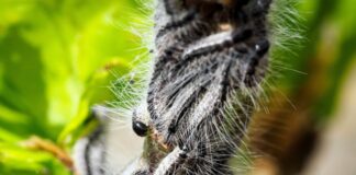 Eichenprozessionsspinner schränkt Aufenthalt in Parks ein Schmetterling mit türkischen Folgen: Die Haare dieser Raupen sind eine Gesundheitsgefahr. (Archivbild)