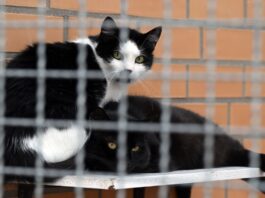 Brandenburgs Tierschutzbund rät vor Urlaub: Betreuung planen Der Landestierschutzverband Brandenburg rät Tierhaltern, früh genug an die Betreuung für Tiere in der Urlaubszeit zu denken. (Symbolbild)