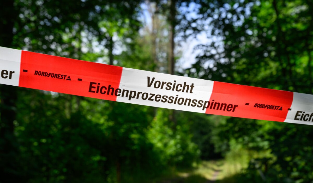 Eichenprozessionsspinner Der Eichenprozessionsspinner trifft die Urlaubssaison im Spreewald. Wasserwege wurden gesperrt. (Symbolbild)