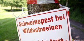 Afrikanische Schweinepest zurück in der Uckermark Im Landkreis Uckermark ist erstmals seit mehr als einem Jahr wieder die Afrikanische Schweinepest nachgewiesen worden. (Symbolbild)