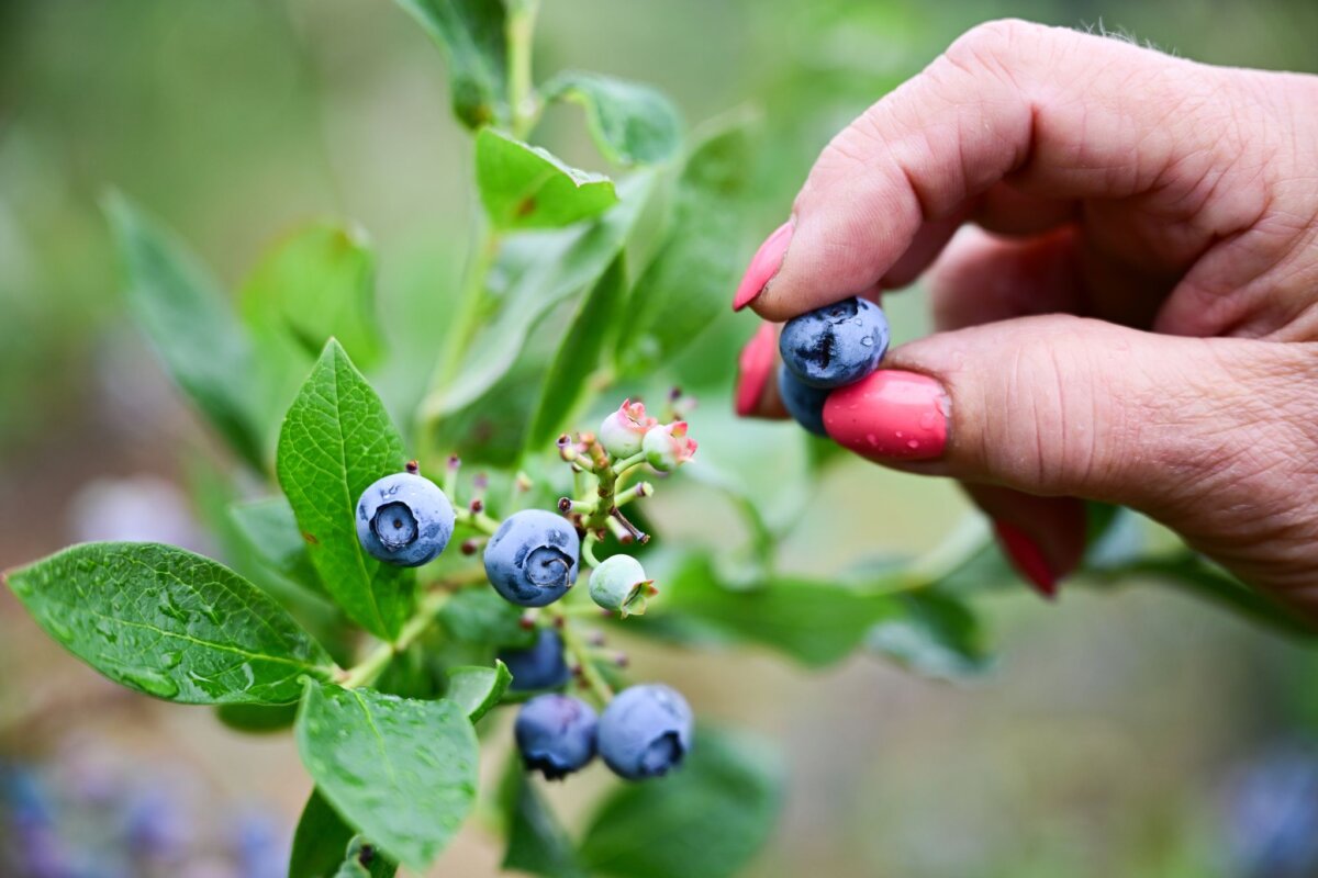 Heidelbeeren Heidelbeeren haben im Juli Saison. (Symbolbild)