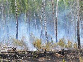 Feuer bei Jüterbog ist noch nicht komplett aus Auf einem früheren Militärgelände bei Jüterbog in Brandenburg brennt es weiterhin. (Archivbild)