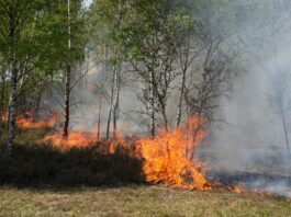 Waldbrand auf früherem Militärgelände bei Jüterbog Auf einem früheren Militärgelände bei Jüterbog in Brandenburg ist erneut ein Brand ausgebrochen - in der Region brannte es im Mai bereits. (Archivbild)
