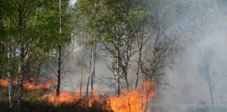 Waldbrandgefahr in Brandenburg: Kurze Entspannungsphase In dieser Saison hat es bereits mehrmals auf dem ehemaligen Truppenübungsgebiet in Jüterbog gebrannt. (Archivbild)
