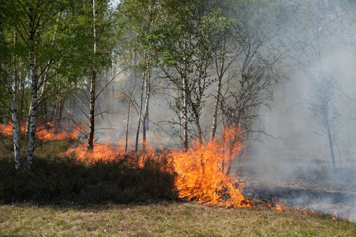 Waldbrand auf munitionsbelastetem Gelände bei Jüterbog In dieser Saison hat es bereits mehrmals auf dem ehemaligen Truppenübungsgebiet in Jüterbog gebrannt. (Archivbild)