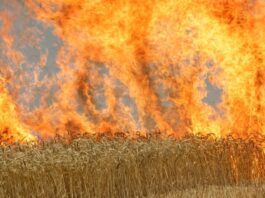 Feuerwehr löscht großen Flächenbrand bei Rheinsberg Ein Brand auf einem Feld kann sich schnell ausdehnen. (Symbolbild)