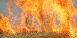 Feuerwehr löscht großen Flächenbrand bei Rheinsberg Ein Brand auf einem Feld kann sich schnell ausdehnen. (Symbolbild)