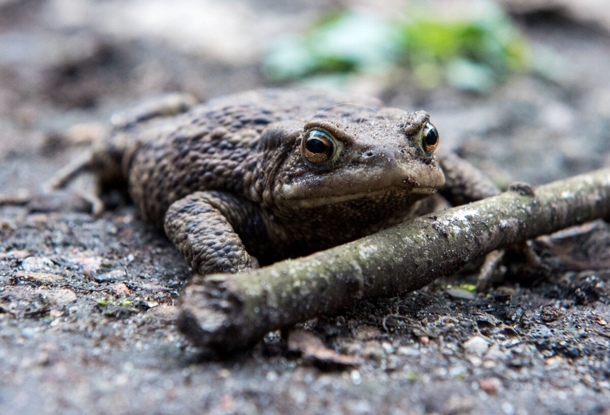 BUND: Viele wichtige Gewässer für Frösche kaum gepflegt Die Erdkröte ist eine der häufigsten Amphibienarten Europas und lebt auch in Berlin. (Symbolbild)